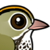 ovenbird49